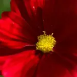 'Rubenza' represents a unique colour for Cosmos. A sultry ruby red that combines favourably with other colours.