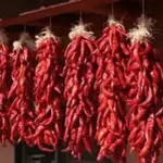 The flavour and thin skin make it the absolutely the best Chili Pepper for drying.