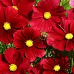 The flowers open as a dark ruby red, then mature to deep rose.