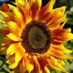 The long stems are excellent for cut flowers and look absolutely stunning in vases on their own.