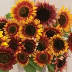Sunflower ‘Autumn Beauty’ is a classic variety.
