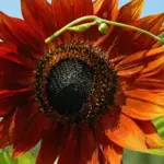 In a variety of solid and bi-colour bright warm colours including golden yellow, bronze, brown and burgundy.