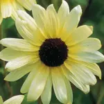 With clusters of delicate pale creamy-yellow flowers with dark chocolate centres ‘Vanilla Ice’ is one of the prettiest sunflowers varieties available.