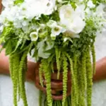 The green panicles are often teamed with white flowers for texture and colour