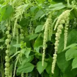 amaranthuscaudatusdrooping