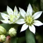 Throughout the summer the plant is covered with many tiny, star-shaped white flowers.