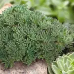 Drought and heat tolerant or low maintenance, whatever you want to call it, 'Lizard' takes a lot of abuse.