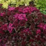 'Voodoo' has intense dark mahogany foliage with almost neon, luminous rosy-red flowers