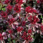'Voodoo' has intense dark mahogany foliage with almost neon, luminous rosy-red flowers