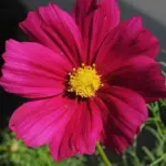 Large, open flowers of deep carmine-pink with delicate, feathery foliage