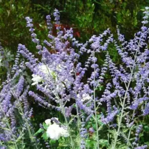 Russian Sage is one of the great garden plants of all time. 'Taiga' is the first available as a first year flowering perennial.