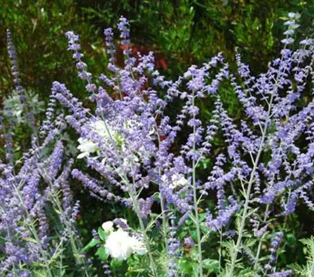 Russian Sage is one of the great garden plants of all time. 'Taiga' is the first available as a first year flowering perennial.