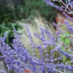 Growing only to about 60 to 75cm tall, the well behaved flower spikes grow upright and do not fall over.