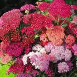 Achellea 'F2 Summer Berries' is a carefree and generously blooming perennial