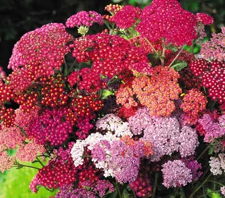 Achellea 'F2 Summer Berries' is a carefree and generously blooming perennial