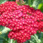 This beautiful improved mixture includes the richer tones of red, cerise and pink in addition to many pastel shades.