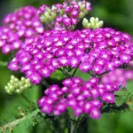 It is a compact variety growing to only 60cm (24in) tall at maturity.