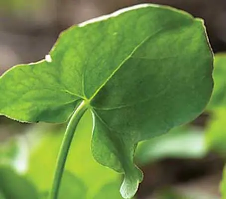 With pretty leaves that are shaped like a shield, Buckler leaf sorrel is a superb salad crop.