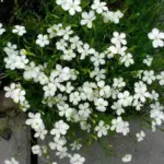 They can be used as a ground cover in gravel gardens or to edge a path or walkway.