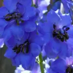 Delphinium 'Magic Fountains Dark Blue' has densely packed spires of dark blue flowers each with a dark bee.