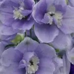 'Magic Fountains Lavender' produces densely packed flower spires of lavender blooms each with a white bee.