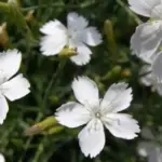 Dianthus deltoides ‘Confetti White’ is a quite exceptional little plant.