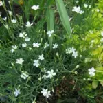 Use them for sloping areas or plant in crevices or on top of walls. They also make an attractive addition to container gardens.