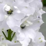 Delphinium 'Pure White Fountains' is an elegant delphinium with densely packed flower spires of pure white blooms.