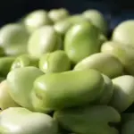 Broad Bean Witkiem is perfect for early sowings in February and for successional sowing through to May. .