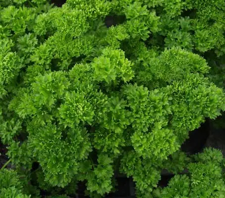 Parsley 'Bravour' is an outstanding variety of moss curled type.