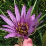 Salsify will produce stalks that bear purple flowers that suit the garden as well as the wildflower meadow.