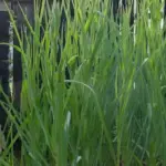 The grass-like tops are slightly sweet and tender enough to snip for a salad.