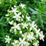 Harvest permitting the mix includes - Sedum Album