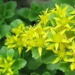 Sedum ellacombianum