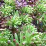 Sedum pulchellum