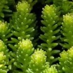 Sedum sexangulare