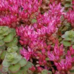 Sedum spurium coccinium