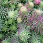 Sedum forsterianum