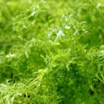 Mustard 'Green Frills' has attractive sweet leaves that are fringed and finely serrated with the tangy flavour of gourmet mustard.