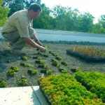 These drought-tolerant succulents are hardy and easy to grow, requiring minimal care, only full sun and good drainage to thrive.
