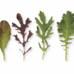 Leaf mustard comes in an array of shapes and sizes - from left; Red Giant, Red Frills, Green Frills and Pizzo.