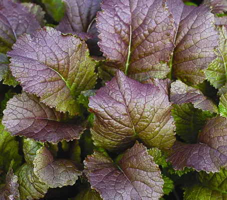 Mustard ‘Red Giant’ is a vigorous growing broad leaf variety.