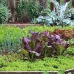 Boasting magnificent, savoyed, purple-red leaves edged and veined pale green.