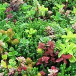 The Sedum Roof Garden Mix is a formula mixture of many important varieties especially suited for roof gardens