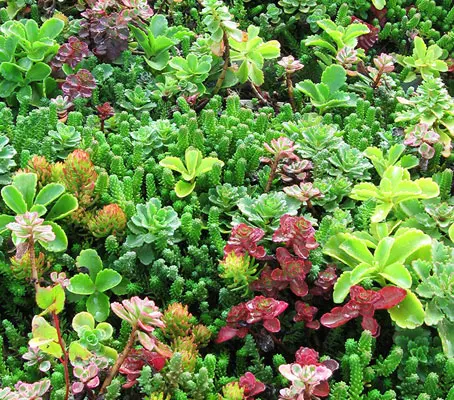 The Sedum Roof Garden Mix is a formula mixture of many important varieties especially suited for roof gardens