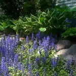 This well behaved, evergreen groundcover prefers a moist, well drained soil in sun or partial shade.