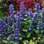 With deep true gentian blue flower spikes Ajuga genevensis is by far the showiest of the species.