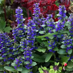 With deep true gentian blue flower spikes Ajuga genevensis is by far the showiest of the species.
