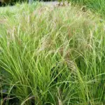 Anemanthele lessoniana is an evergreen perennial grass with narrow leathery dark green arching leaves.