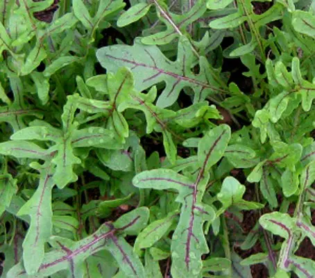 Rocket, Wild Rocket 'Dragons Tongue' -0